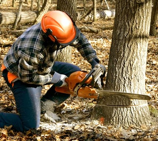 Tree Removal in Old Fort, TN